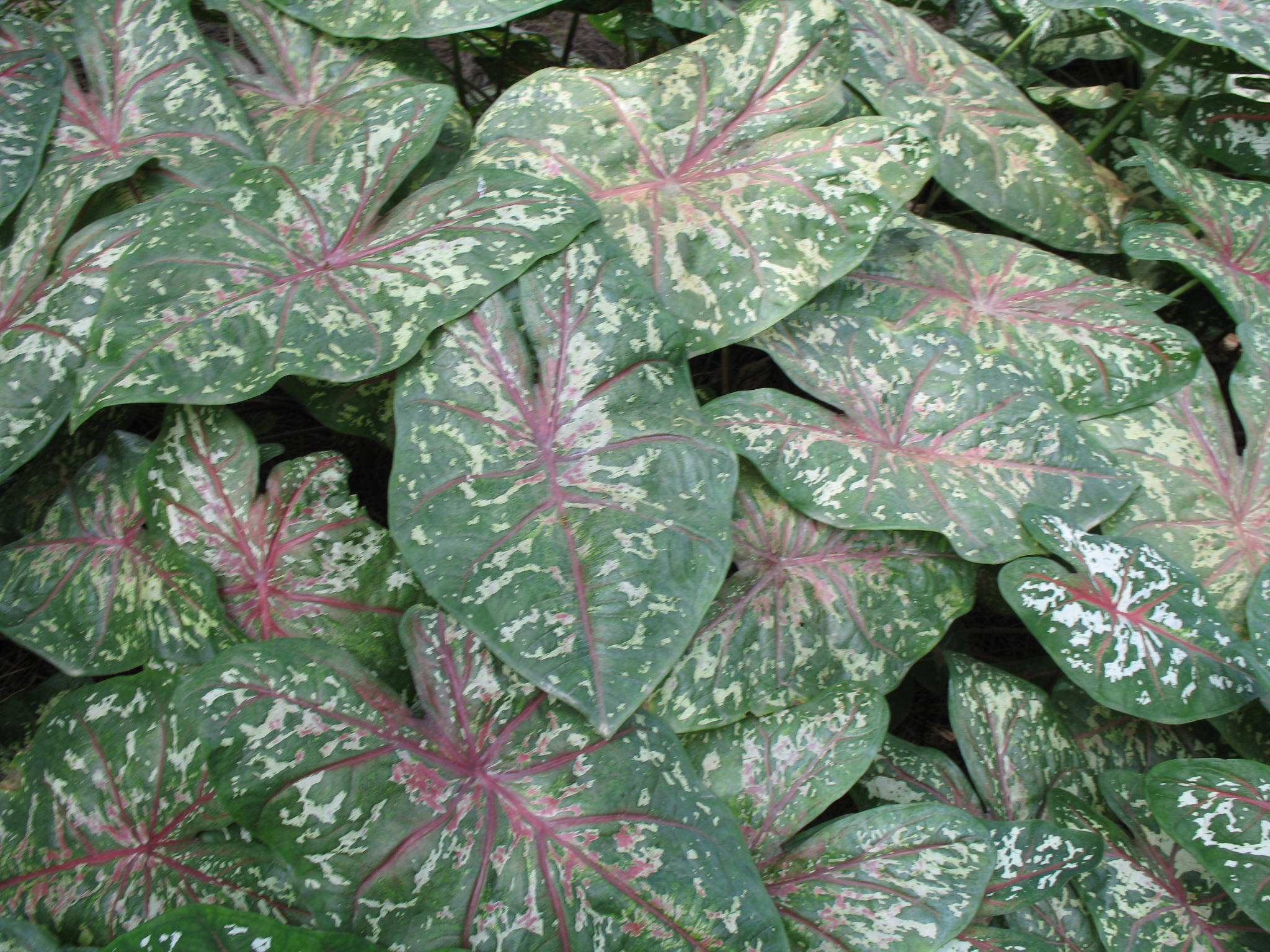 Online Plant Guide Caladium Bicolor Florida Calypso Florida